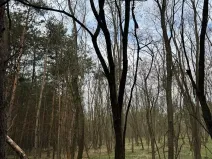 Prodej podílu lesa, Račice, 38354 m2