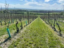 Prodej sadu/vinice, Mikulov, Nová, 4809 m2