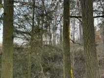 Prodej lesa, Klatovy, 8497 m2