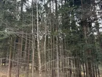 Prodej lesa, Žimutice, 2720 m2