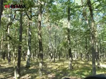 Prodej lesa, Vážany, 15368 m2