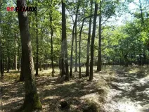 Prodej lesa, Vážany, 15368 m2