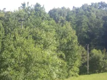 Dražba lesa, Dětmarovice, 2629 m2
