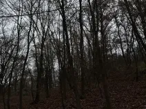 Prodej podílu lesa, Praha, 4596 m2