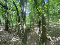 Prodej lesa, Silůvky, 310 m2