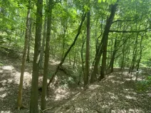 Prodej lesa, Silůvky, 310 m2