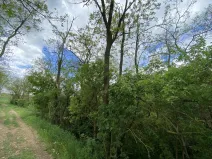 Prodej lesa, Silůvky, 114 m2