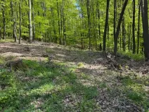 Prodej lesa, Hřivínův Újezd, 3320 m2