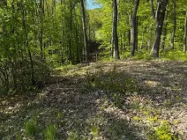 Prodej lesa, Hřivínův Újezd, 3320 m2