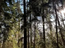 Prodej lesa, Slabčice, 744 m2