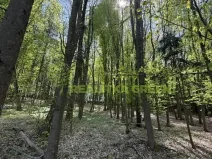 Prodej lesa, Želechovice nad Dřevnicí, Přílucká, 8588 m2