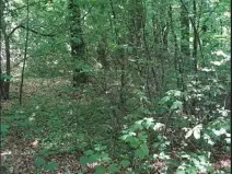 Prodej lesa, Těrlicko, 565 m2