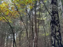 Prodej lesa, Chrášťany, 3640 m2