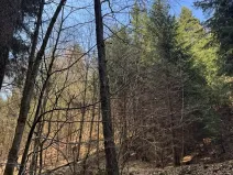 Prodej lesa, Železný Brod, 4901 m2