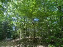 Prodej lesa, Svébohov, 239 m2