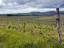 Prodej sadu/vinice, Novosedly, 5537 m2