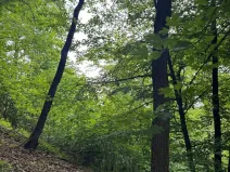 Prodej lesa, Heřmanice, 11566 m2