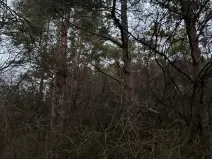 Prodej podílu lesa, Vinaře, 13603 m2