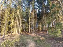 Prodej lesa, Přáslavice, 2463 m2