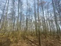 Prodej lesa, Dolní Hořice, 4311 m2