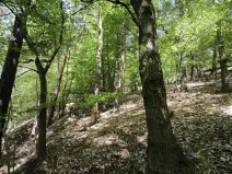Prodej lesa, Lesnice, 1410 m2