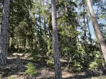 Prodej lesa, Nemile, 3224 m2