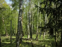 Prodej lesa, Řepín, 5226 m2