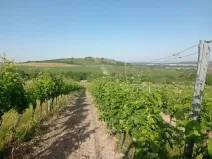Prodej sadu/vinice, Bavory, 12285 m2