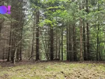 Prodej lesa, Huslenky, 6240 m2