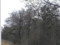Prodej lesa, Břeclav, 5954 m2