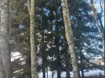 Prodej lesa, Dívčí Kopy, 1088 m2