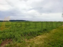 Prodej podílu pole, Tursko, 24693 m2