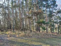 Prodej lesa, Horosedly, 2335 m2