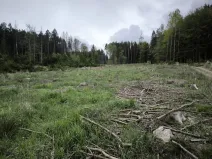 Prodej podílu lesa, Kamberk, 1844 m2