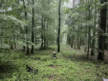 Prodej podílu lesa, Pustiměř, 1292 m2