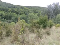 Prodej pole, Traplice, 1953 m2