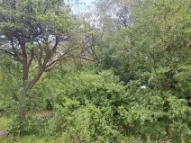 Prodej lesa, Rožmitál pod Třemšínem, 3871 m2