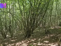 Prodej lesa, Valašská Polanka, 14596 m2