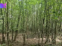 Prodej lesa, Valašská Polanka, 14596 m2