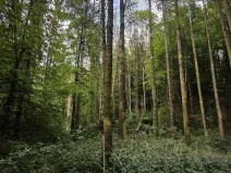 Prodej lesa, Třeboc, 5129 m2