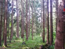 Prodej lesa, Spálené Poříčí - Záluží, 9268 m2