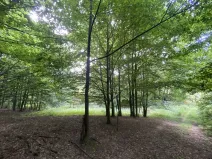 Prodej louky, Olbramice, 1547 m2
