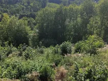 Prodej lesa, Benešov u Semil, 4922 m2