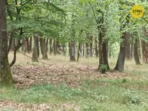 Prodej lesa, Morkůvky, 2723 m2