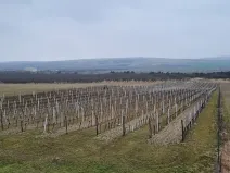 Prodej sadu/vinice, Velké Němčice, 90000 m2