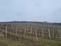 Prodej sadu/vinice, Velké Němčice, 90000 m2