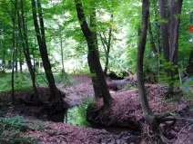 Prodej lesa, Hrabyně, 2404 m2