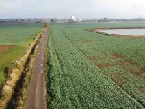 Dražba pozemku, Smiřice, 3824 m2