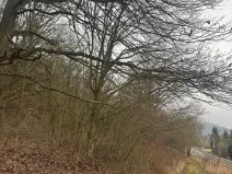 Prodej lesa, Ústí nad Labem, 36788 m2
