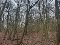 Prodej lesa, Ústí nad Labem, 36788 m2